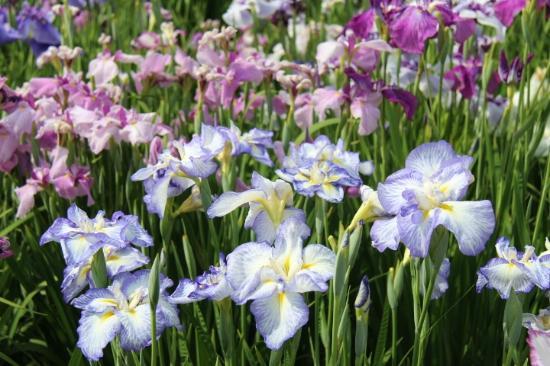 Horikiri Shobu-haven